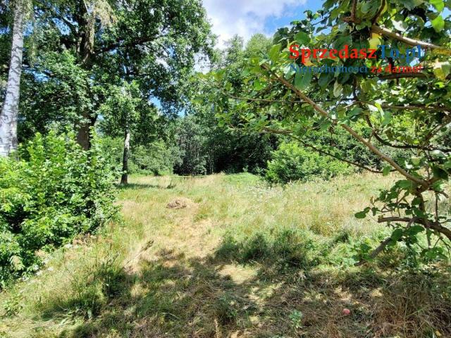 Sprzedam siedlisko z dostępem do rzeczki oraz własnym lasem - 6