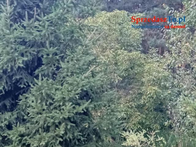 Sprzedam bezpośrednio siedlisko z budynkami gospodarczymi oraz piękna działka - 11