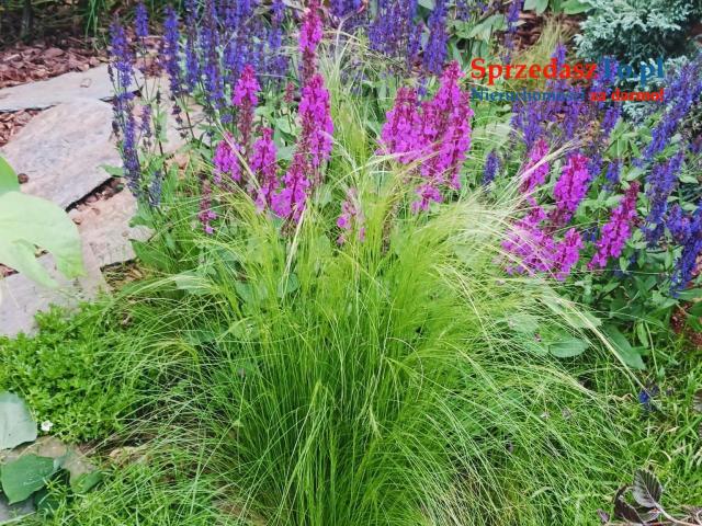 Wyjątkowy dom w idealnej lokalizacji - 12