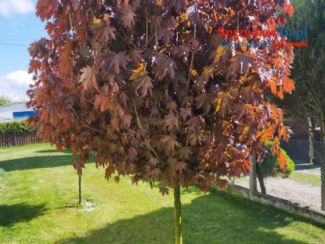 SPRZEDAM DOM W BYSTRZYCA OŁAWSKA - 15