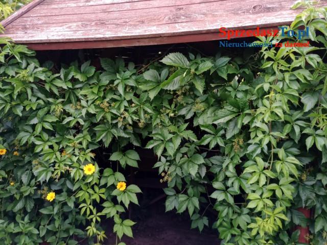 Ogród działkowy - 7