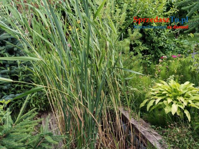 Ogród działkowy - 8