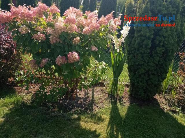 Sprzedam działkę ROD ,,Sarenka’’ W Częstochowie - 10