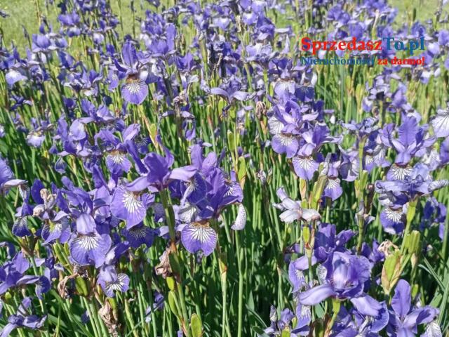 Sprzedam działkę ROD ,,Sarenka’’ W Częstochowie - 11