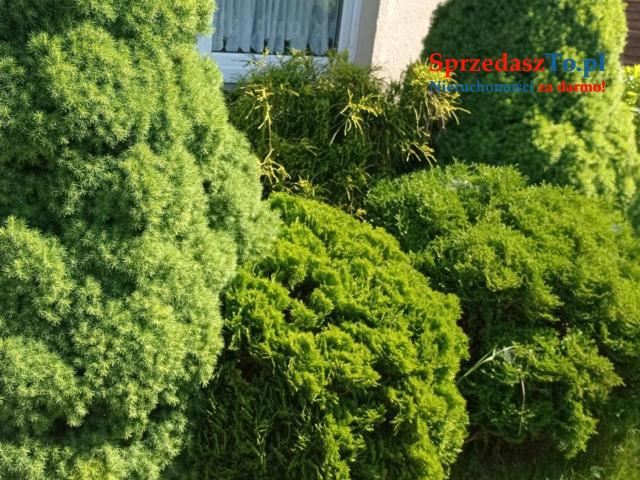 Sprzedam działkę ROD ,,Sarenka’’ W Częstochowie - 13