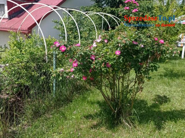 Sprzedam działkę ROD ,,Sarenka’’ W Częstochowie - 15