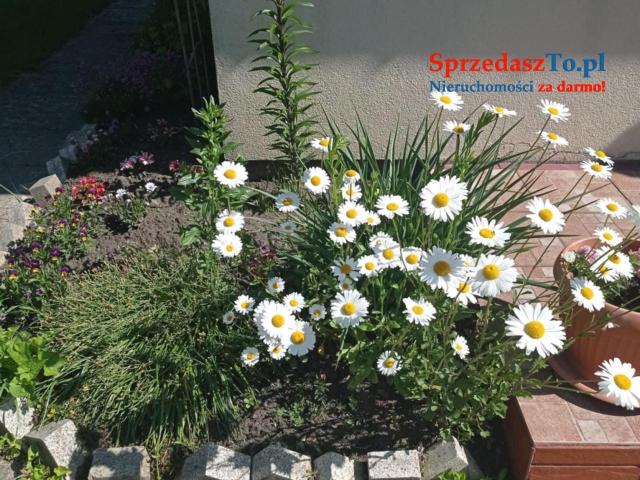 Sprzedam działkę ROD ,,Sarenka’’ W Częstochowie - 16