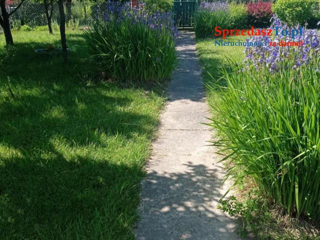 Sprzedam działkę ROD ,,Sarenka’’ W Częstochowie - 17