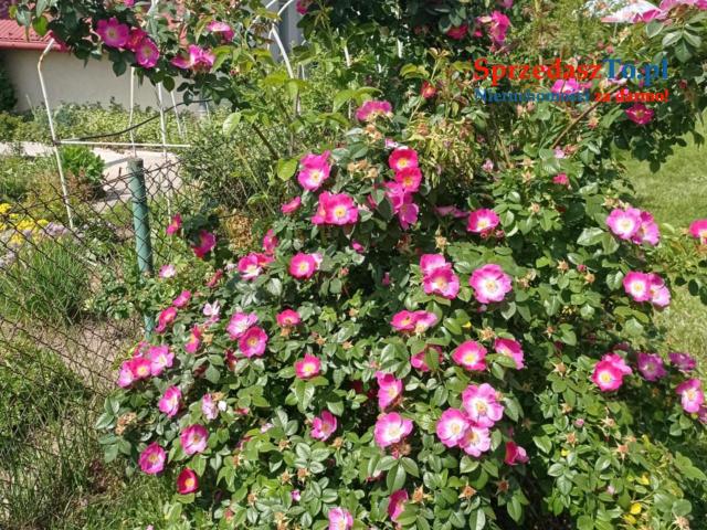 Sprzedam działkę ROD ,,Sarenka’’ W Częstochowie - 18