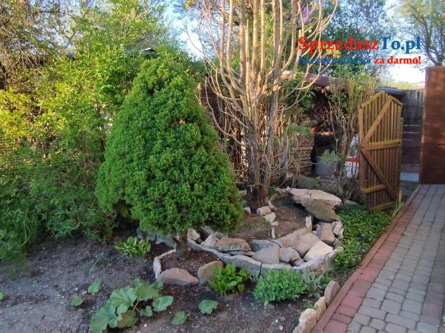 Odstąpię dzierżawę działki ROD ZAGŁĘBIE w Sosnowcu - 17