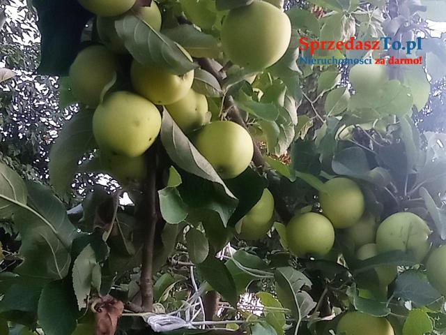 Sprzedam działkę ROD z prądem i wodą - 7