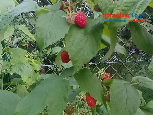 Sprzedam działkę ROD z prądem i wodą - 8