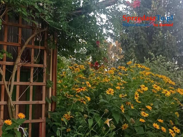 Sprzedam działkę ROD z prądem i wodą - 9