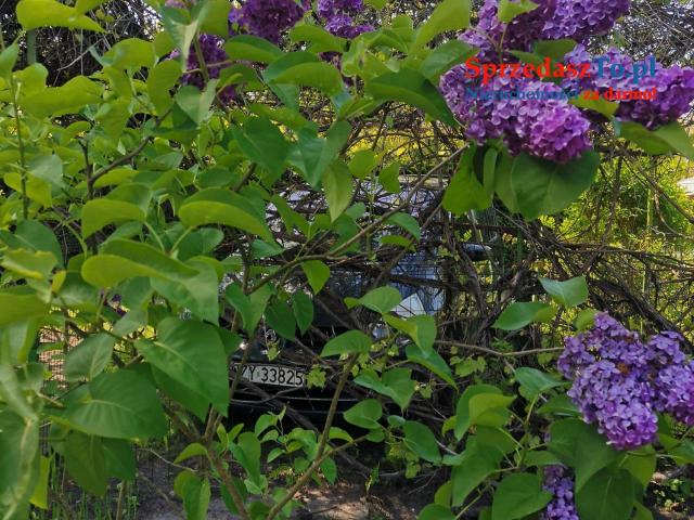 Działka ROD nad Zalewem Zyrardowskim - 15