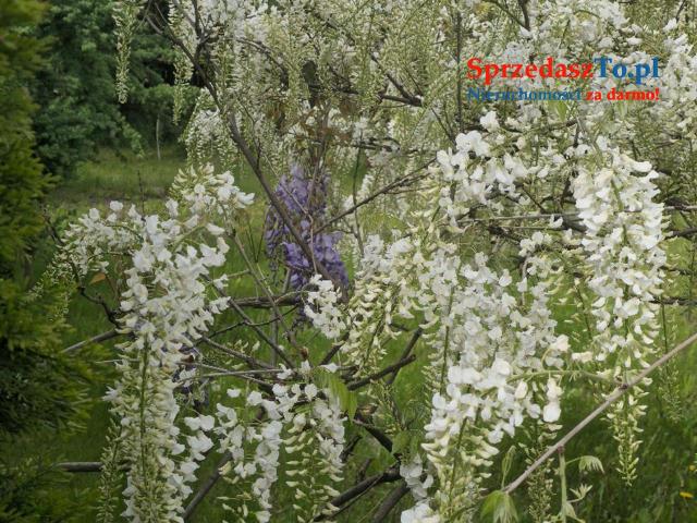 Atrakcyjna działka ROD na sprzedaż - Dąbrowa Górnicza, ROD "Staszic" - 13