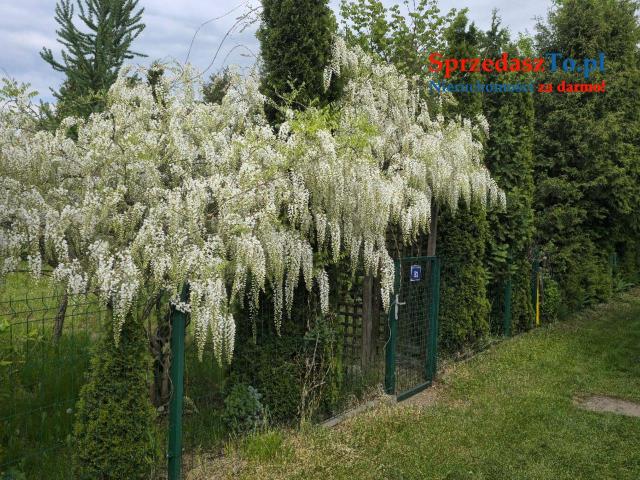 Atrakcyjna działka ROD na sprzedaż - Dąbrowa Górnicza, ROD "Staszic" - 15