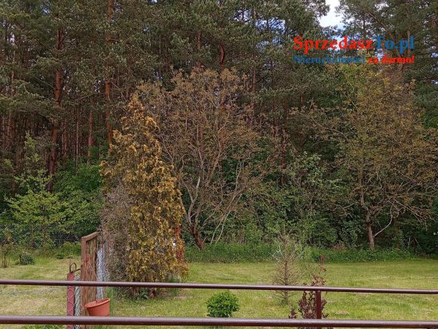 Sprzedam bezpośrednio siedlisko z budynkami gospodarczymi oraz piękna działka. - 7