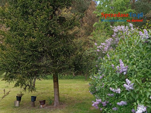 Sprzedam bezpośrednio siedlisko z budynkami gospodarczymi oraz piękna działka. - 8