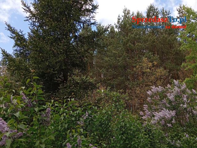 Sprzedam bezpośrednio siedlisko z budynkami gospodarczymi oraz piękna działka. - 9