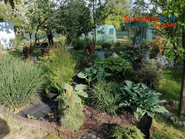 Duża działka ROD - 7