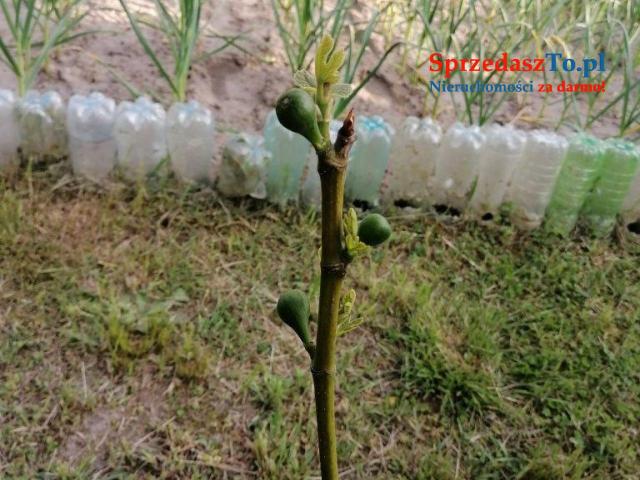 Duża działka ROD - 15