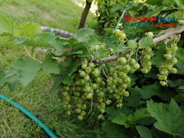 Duża działka ROD - 16