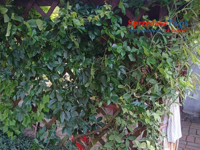 Działka warzywno rekreacyjna - 6