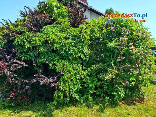 Dom z pięknym ogrodem w ciszy, blisko Krakowa - 19