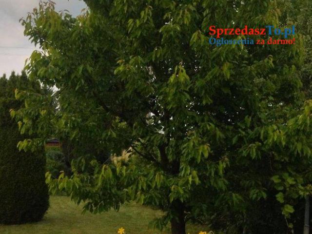 Ogródek działkowy - 6