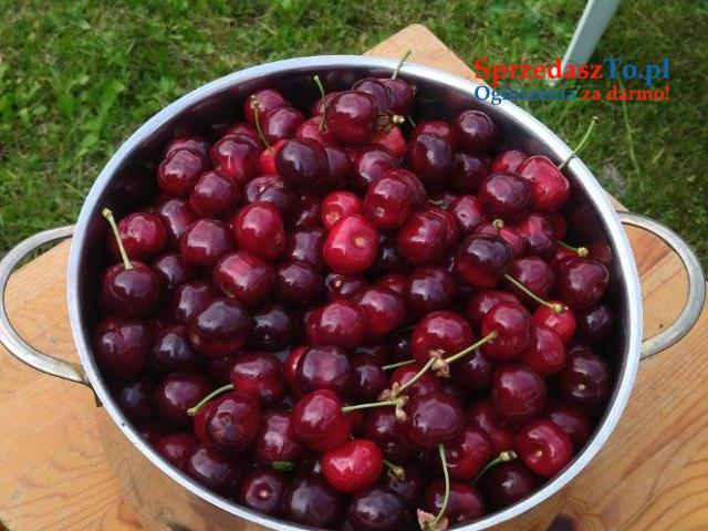 Ogródek działkowy - 7