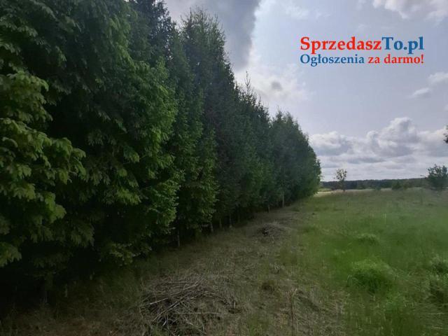 Urocze siedlisko w spokojnej okolicy - 6