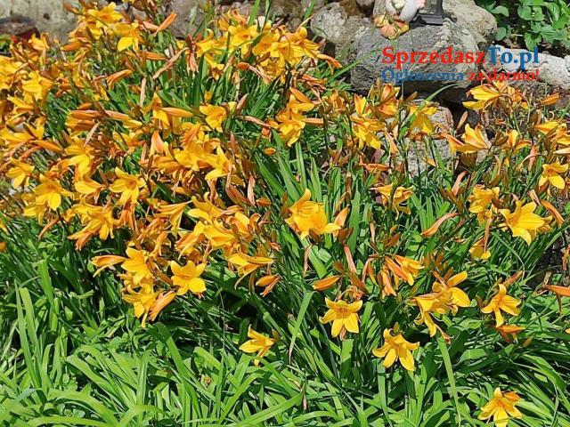 Dom letniskowy do całorocznego zamieszkania - 9