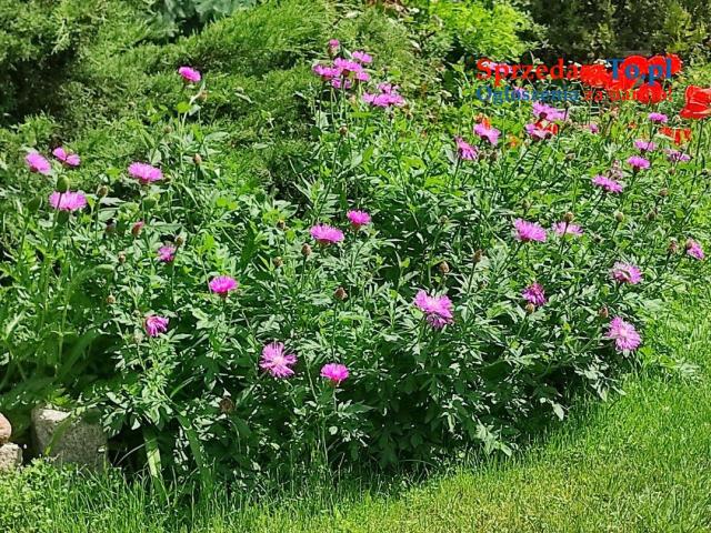 Dom letniskowy do całorocznego zamieszkania - 11