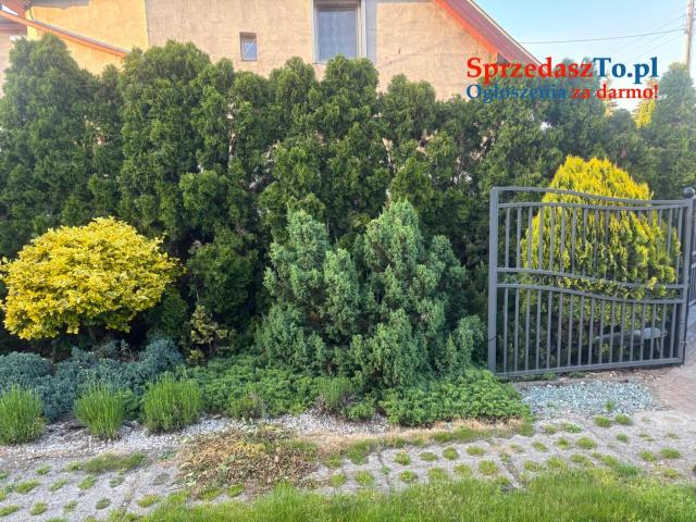 Sprzedam mały domek z dużym ogrodem - 15