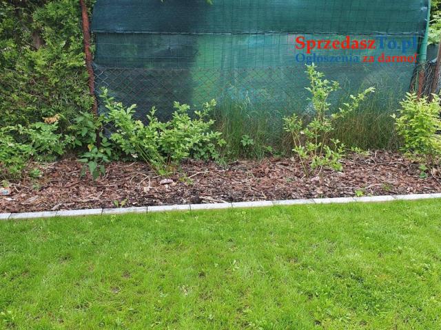 Działka ROD - Kanie - 6