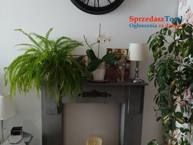 kawalerka 2 pokojowa z ogródkiem