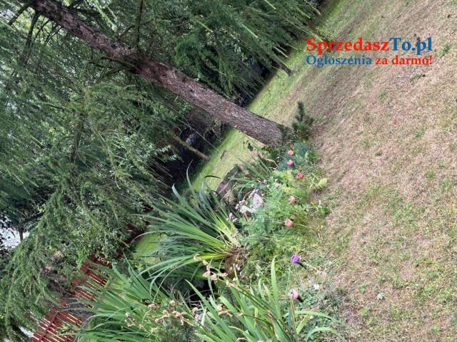 Dom jednorodzinny - 8