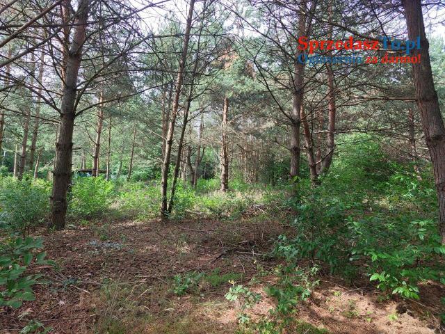 Działka rekreacyjno/mieszkaniowa w otulinie lasu - 10