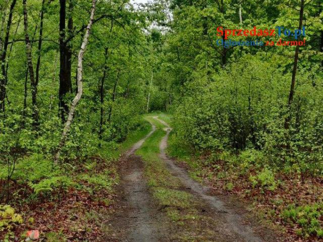 Działki nad jeziorem Łukcze - 10