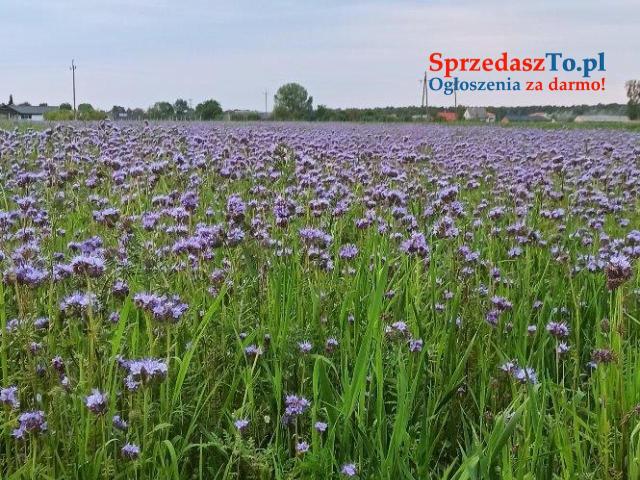 Działki nad jeziorem Łukcze - 12