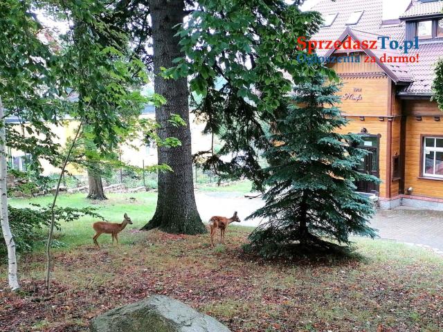 Sprzedam Piękną Willę z apartamentami na wynajem w centrum - 19