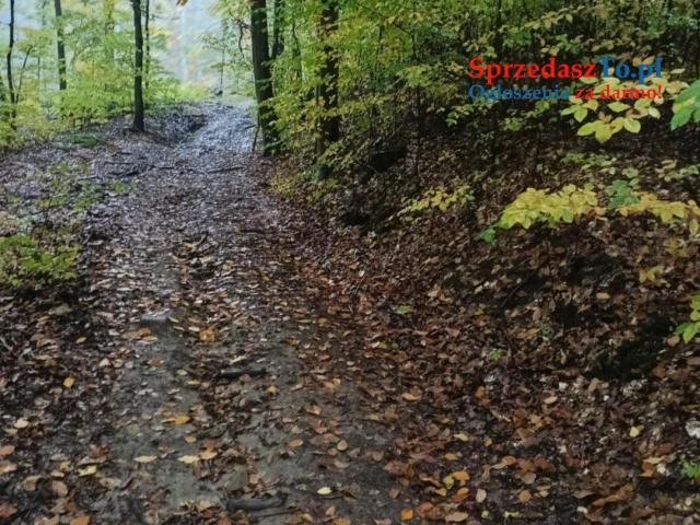 Las - 6 hektarów - 7