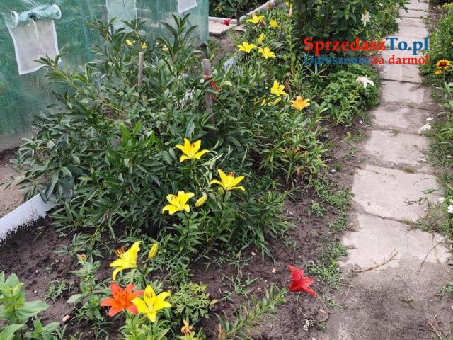 Działka rekreacyjna - 6