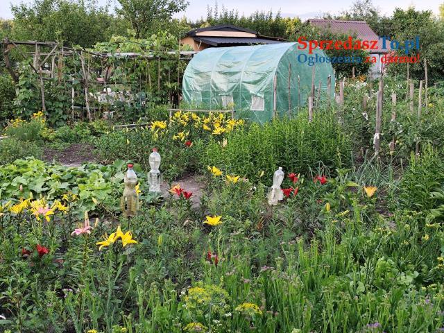 Działka rekreacyjna - 7