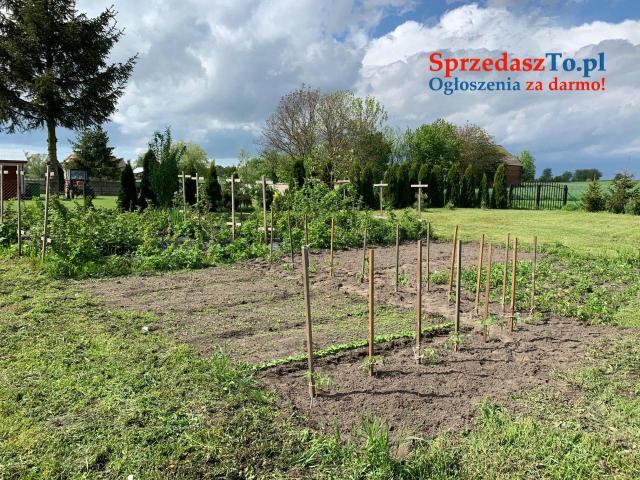 Dom do remontu na dużej działce z piękną stajnią z czerwonej cegły. - 6