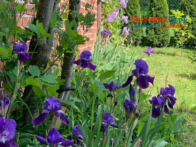 Dom do remontu na dużej działce z piękną stajnią z czerwonej cegły. - 7