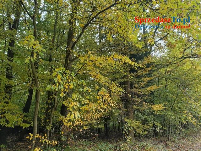 Lipnica Dolna - 7 hektarów 33 ary - 11