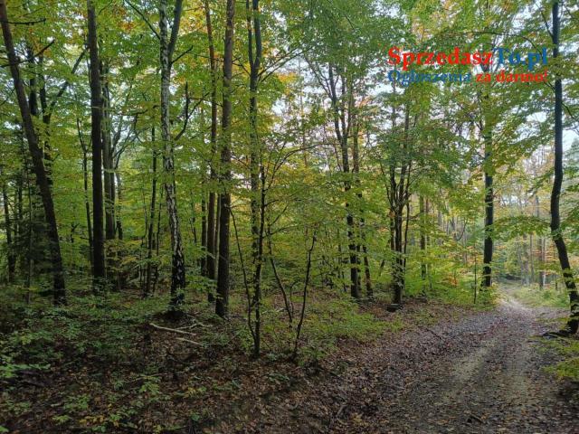 Lipnica Dolna - 7 hektarów 33 ary - 13