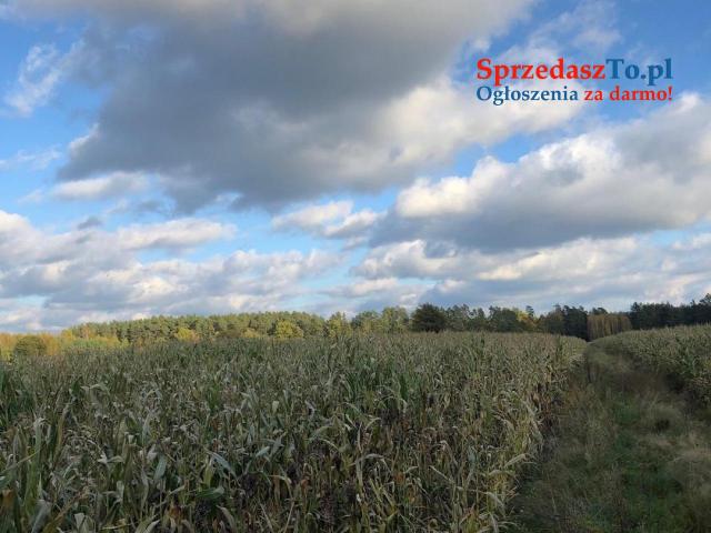 Wyjątkowa działka o powierzchnia działk 348/6i: 3007 m2