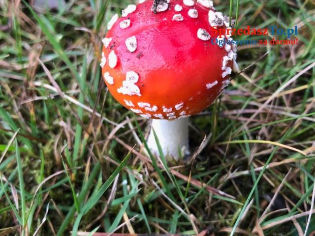 Wyjątkowa działka o powierzchnia działk 348/6i: 3007 m2 - 15